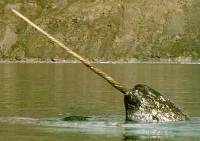 nosey Narwhal