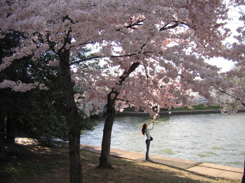 The National Cherry Blossom