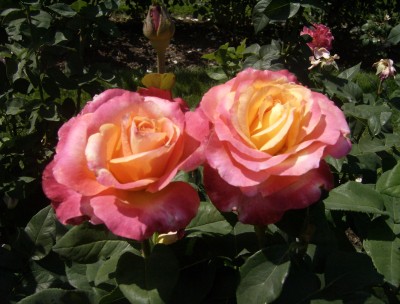 Rose Garden 020