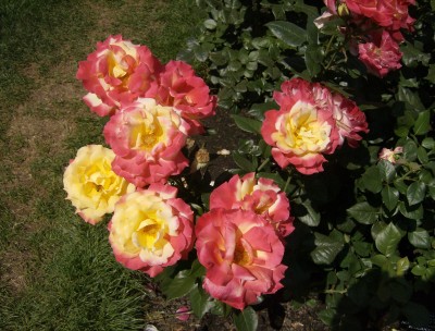 Rose Garden 027