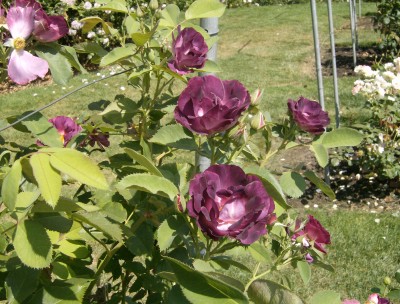 Rose Garden 030