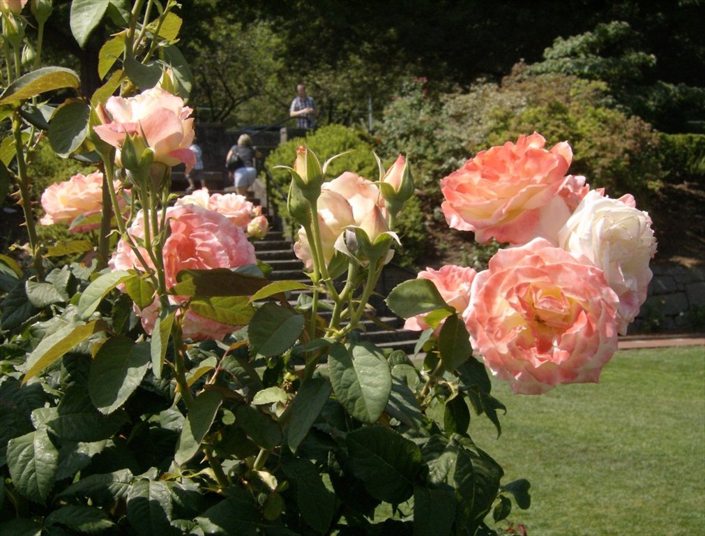 Rose Garden 010