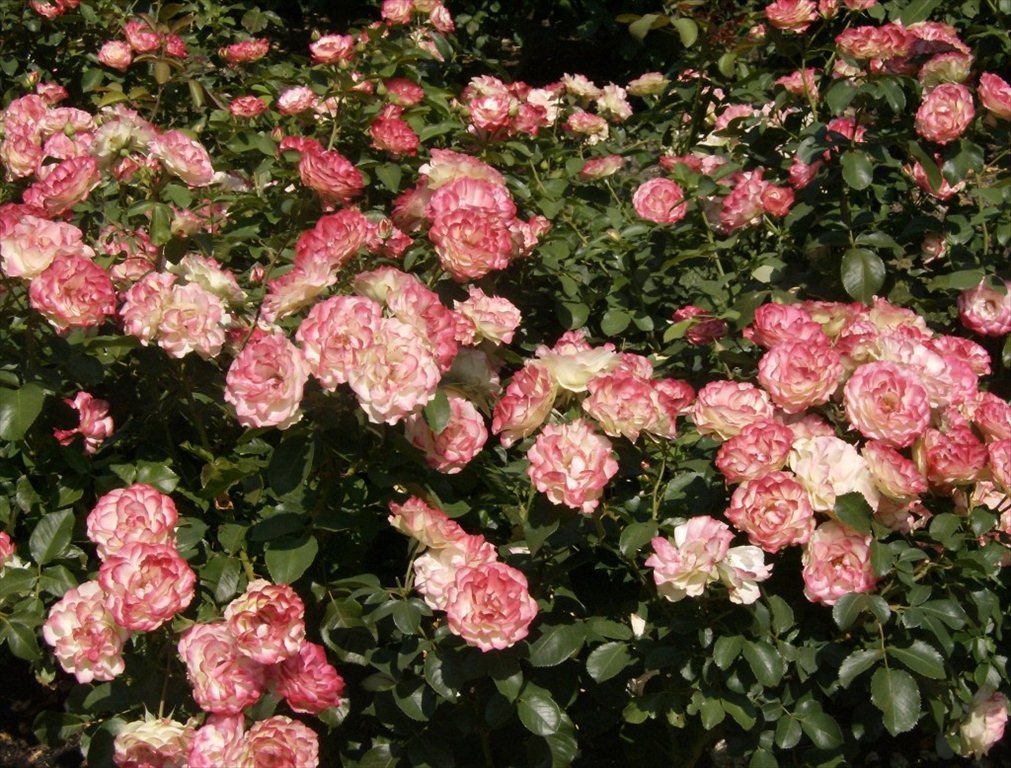 Rose Garden 025
